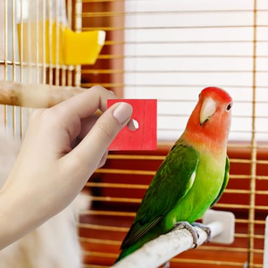 Jouets pour perroquets, 100 blocs en bois, jouets à mâcher pour oiseaux, coupe-bordures pour le bec, artisanat pour les pattes, pièces de cage, bricolage, jeu, mastication, déchiquetage, jouet pour oiseaux de grande taille - Product Image 3