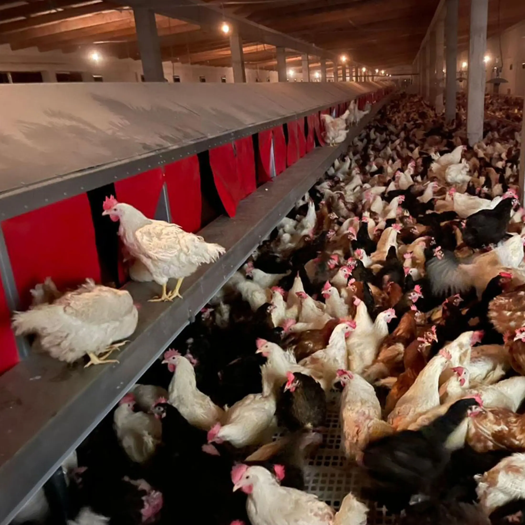 Eier sammelkorb Komplettes automatisches Sammel system Hühner zucht ausrüstung Freiland system für Schichten