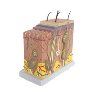 Modelo de bloque de piel, modelo de Anatomía Humana médica 3D, material PET