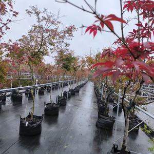 HOKBG directo de fábrica granja vivero maceta crecer bolsa árbol plántulas maceta para planta crecer bolsa jardín grande maceta para árbol - Product Image 4