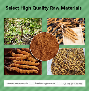 全株冬虫夏草西藏粉提取物冬虫夏草提取物 - Product Image 3