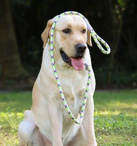 2-इन-1 स्लिप कॉलर डॉग ट्रेनिंग लीड भारी ड्यूटी टिकाऊ वेदरप्रूफ रस्सी लीश रात चलने वाला नायलॉन कुत्ते पट्टा - Product Image 5