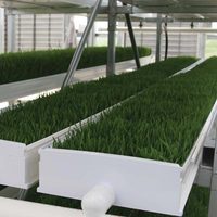 Système d'Hydroponie Automatique pour le Fourrage du Bétail/Des Moutons - Machine de Culture d'Herbe d'Orge de 7 Jours