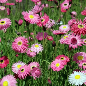 Kit da Giardino per Margherite Eterne, Kit di Coltivazione di Fiori a Lunga Durata, Regalo per Amanti del Giardinaggio, Adatto ai Principianti - Product Image 2