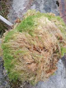 Muschio di Sphagnum Essiccato per Coltivazione di <span class=keywords><strong>Fiori</strong></span> in Vaso / Piante <span class=keywords><strong>Succulente</strong></span> - Product Image 2