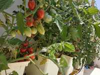 Systèmes de culture de fraises hydroponiques à godets néerlandais