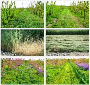 Tagliaerba Industriale a Batteria con Lama in Acciaio al Boro-Manganese-Cromo - Motore a 4 Tempi ad Alta Coppia, Sistema a Doppia Lama per Vari Usi - Product Image 3