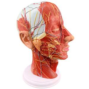 Modelo <span class=keywords><strong>de</strong></span> Media Cabeza Humana - Sección Sagital <span class=keywords><strong>de</strong></span> la Cabeza con Modelo <span class=keywords><strong>de</strong></span> Vasos Sanguíneos y Nervios - Product Image 4