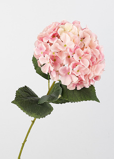 สีชมพูอ่อน