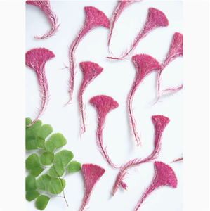 <span class=keywords><strong>Celosia</strong></span> Cristata flor fabricación de tarjetas suministros resina joyería planta Natural ecológica flor prensada Real - Product Image 4