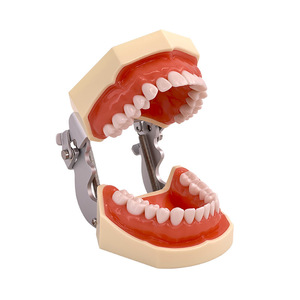 Modèle dentaire, moule dentaire, pratique et examen dentaire, joint en résine, amovible, préparation standard de dents prothétiques - Product Image 1