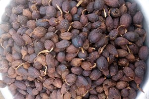 Assaisonnements et Condiments de Cardamom les plus vendues>> produits à base d'épices et d'herbes>> épices et herbes simples-what.sapp 0084 989 322 607 - Product Image 3