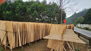 Placage de bois d'acacia 100 % naturel, écologique et durable, coupé rotativement, pour la construction industrielle et le contreplaqué - Product Image 6