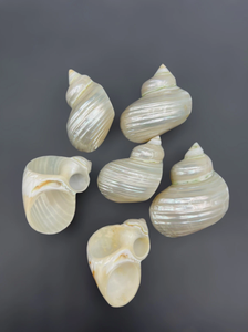 Servilletero de concha de mar hecho de conchas brillantes para Bodas de lujo, configuración de Tablescape, artesanía costera vietnamita - Product Image 4