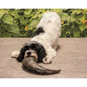 Cuenco Comedero para Mascotas de Cuerno de Búfalo 100% Natural y Saludable, de Alta Calidad, Ecológico, Mediano/Extragrande, con Capacidad de 5L - Product Image 1