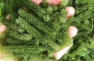 Uvas de Mar Deshidratadas, Producto Más Vendido 2026, Snack Saludable de Algas Secas - Product Image 2