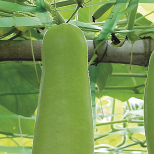 Courge biologique nouvelle récolte, courge longue verte pour les acheteurs en gros, les fournisseurs d'épicerie et les cuisines (vente en vrac) - Product Image 5