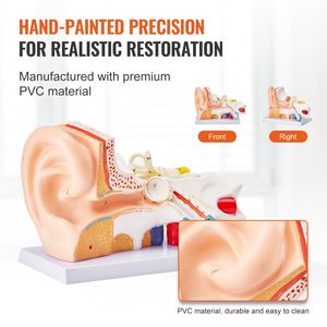 Modello Anatomico Professionale dell'Orecchio Umano Serie P, Ingrandito 5 Volte, in 3 Parti, con Base per Scienza Medica - Product Image 5