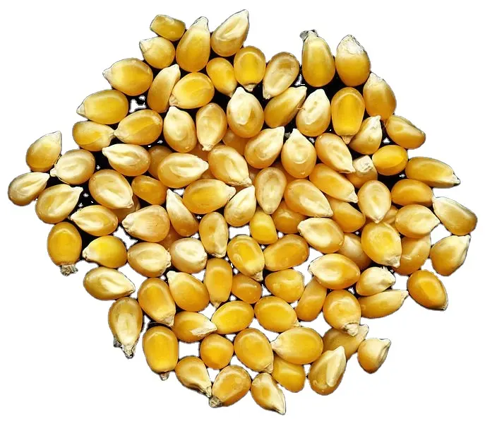 Best quality Dried Yellow Corn For Animal Feed ready for sale from India