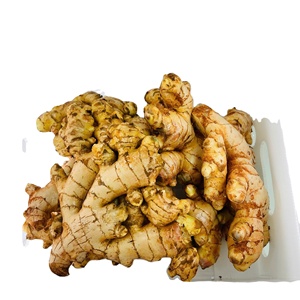 Racine de gingembre frais de haute qualité Jengibre Zenzero Produit agricole frais Prix compétitifs Contact + 84366808683 - Product Image 5