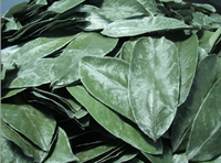 THÉ TISANE AUX FEUILLES DE GUANABANA SAINES ET FRAÎCHES / FEUILLES DE COROSSOL POUR THÉ