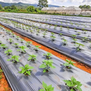 Rouleau de film de paillage PE/HDPE personnalisé, épaisseur de 0,01 à 0,20 mm, pour la protection contre l'humidité en agriculture, OEM ODM Vietnam - Product Image 6