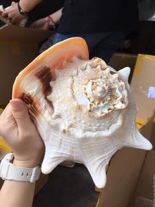 เปลือกหอยธรรมชาติที่มีสีสันสำหรับการตกแต่งจากเวียดนาม - Product Image 3