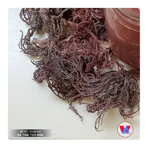 MUSGO MARINO MORADO SOSTENIBLE SECADO AL SOL, LAVADO Y SECADO, PARA GELATINA VEGANA B2B - Product Image 1