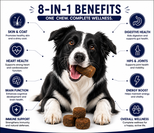 Compléments multivitaminés bio à croquer pour chiens et chats toutes races 10-en-1 – Vitamines pour animaux de compagnie OEM ODM Formule personnalisée pour l'immunité, la peau, le pelage et les articulations - Product Image 4