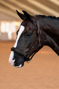WHOLESALE SHOW HORSE LEATHER HALTER WITH ETCHED SILVER METAL ACCENTS HORSE HALTER STAINLESS STEEL <b>HARDWARE</b> FROM INDIA - Product Image 5