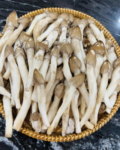 HONGOS TERMITAS SILVESTRES NATURALES, ALTA VALORACIÓN NUTRICIONAL Y DE SABOR - Product Image 1