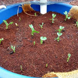 Bloc de tourbe de coco de qualité supérieure pour l'agriculture, l'horticulture et la culture en serre, disponible à un prix abordable en provenance d'Inde - Product Image 2