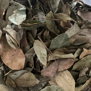 ใบชื่นฉิ่งแห้งคุณภาพสูงจากโรงงานเวียดนาม ชาสมุนไพรธรรมชาติ ผู้ผลิต ผู้จัดจำหน่าย ผู้ส่งออก - Product Image 5