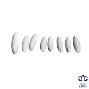 BEST-SELLER Os de Seiche de Haute Qualité, Durable et Pur, Premium, Tendance, Riche en Calcium, Soutien pour la Croissance, Direct Usine - Product Image 1