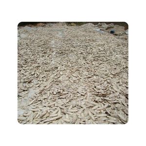 Os de Seiche de Qualité Supérieure, Prix de Gros Abordable, Riche en Calcium, Os de Seiche Naturel, Fournisseur Premium en Gros, OEM - Product Image 6