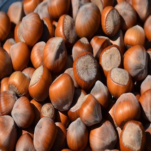 Best Quality Hazelnut <b>Kernels</b> Wholesale Bulk Packed in Big Bags Vacuum Fresh <b>Nuts</b> Ready for Food Manufacturers - Product Image 4