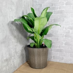 Vaso Decorativo in Vimini da 13,4 Pollici con Sistema di Auto-Irrigazione per Interni/Esterni, Rotondo e Naturale - Product Image 3