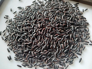 ข้าวหอมมะลิเวียดนามคุณภาพสูง เมล็ดยาว แข็งแรง ปลอดสาร GMO ขายส่ง ปริมาณมาก รับผลิตแบบ OEM แบรนด์ส่วนตัว อาหารเพื่อสุขภาพ ส่งออก - Product Image 5