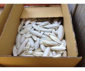 2023 gran oferta de huesos de sepia secos embalaje en caja Premium - Product Image 6