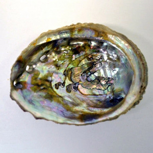 Paua seashells aquarium landscape <b>abalone</b> seashell producer supply high quality natural sea <b>shells</b> - Product Image 4