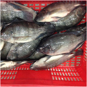 Fournisseur de Tilapia, Tilapia entière congelée de qualité supérieure, nourriture pour poissons - Product Image 4