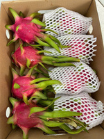 Verse Dragon Fruit Wit/Rood Vlees Hele vruchten 30-45 dagen houdbaarheid Koude opslag Exportkwaliteit Groothandel Klaar voor export