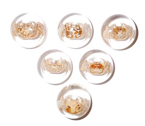 <b>Crab</b> Real Specimen Plastic Cabochon Round 25x25 mm on Clear Flat Bottom for Crafts and Jewelry Making - Product Image 1