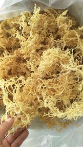 <b>Organic</b> Raw Sea Moss for Seamoss Gel Supplements Irish Moss Superfood from Vietnam 99 Gold Data Factory Supply - Product Image 5