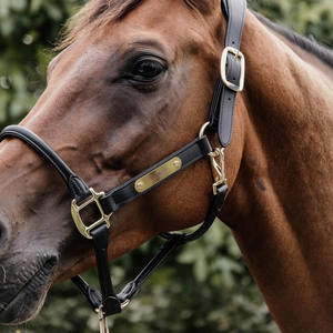 Harnais de polo réglable conçu pour un confort optimal, une manipulation sécurisée, l'entraînement, l'utilisation en écurie et les soins quotidiens équestres. - Product Image 5