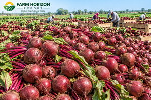 หัวบีทน้ำตาลแดงสด เกรดอาหาร สำหรับแปรรูปและทำอาหารสัตว์ แบรนด์ FARM HORIZON EXPORT อายุการเก็บรักษา 6 เดือน เก็บรักษาที่อุณหภูมิปกติ ความชื้น - Product Image 2