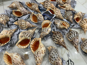 Conchas de Cauri Doradas Raras, en Forma de Cono, Grandes, Naturales, Muestra de Concha Marina, Decoración para Acuario, Hogar, Librería, Regalo - Product Image 6