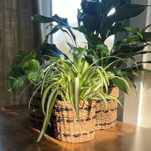 Juego de 3 cestas de mimbre de algas marinas y yute, cestas de almacenamiento hechas a mano, venta al por mayor, ecológicas, hechas en Vietnam - Product Image 6