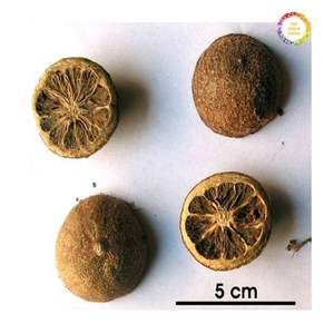 Zhi Qiao, Fruto de Naranja Amarga Seco (Fructus Aurantii), Pedido al por Mayor, Exportación, Venta al por Mayor, 100% Natural, Personalización Disponible - Product Image 6