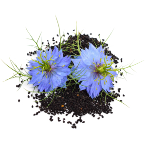 Graines de Nigelle Noire de Haute Qualité, Naturelles, Sélectionnées avec Soin, Propres et Séchées, Entières, pour Produits Alimentaires Culinaires - Product Image 6